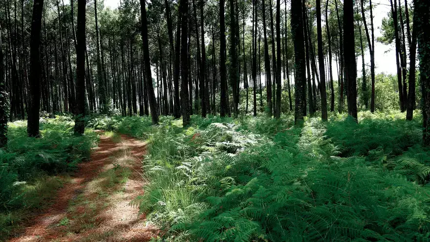 Forêt des Landes