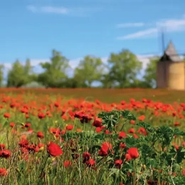 champs de coquelicots