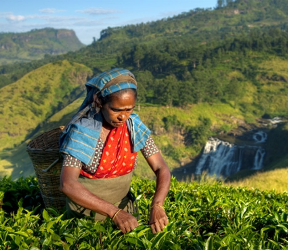 Cueillettes du thé au Sri Lanka